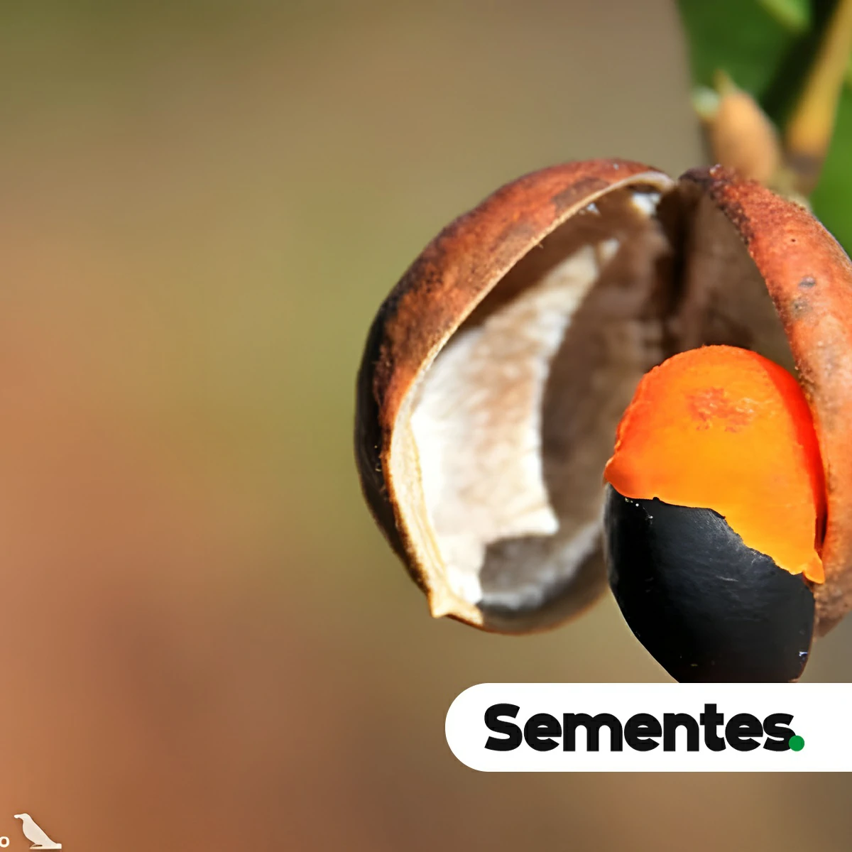 Sementes de copaíba