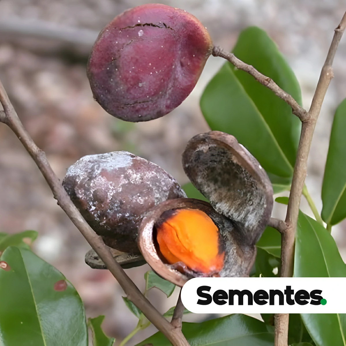 Copaifera multijuga Hayne 2