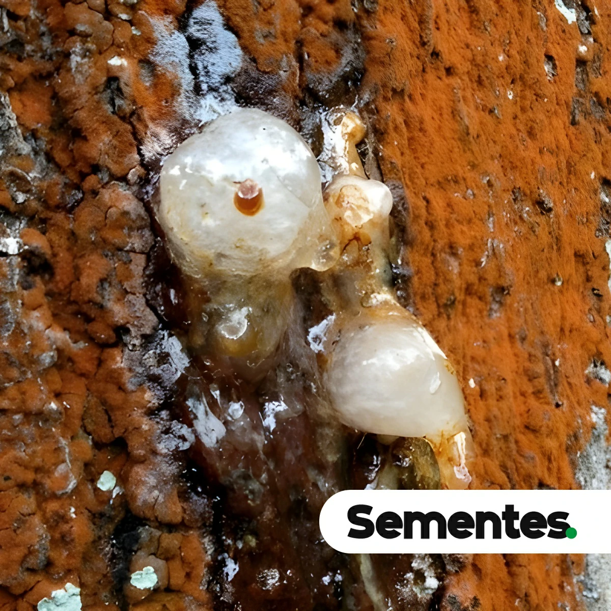 Copaifera multijuga Hayne 3