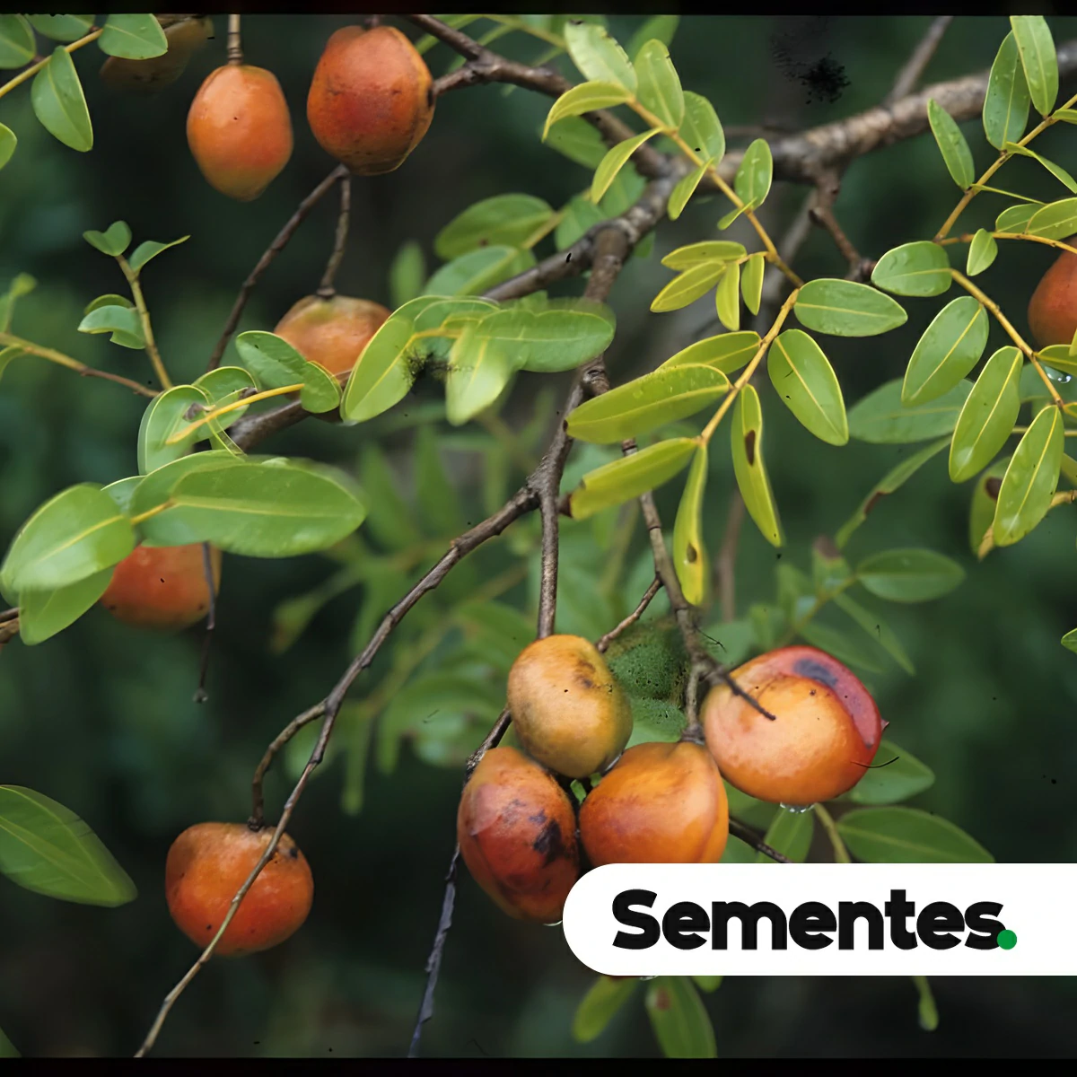 Copaifera multijuga Hayne 4