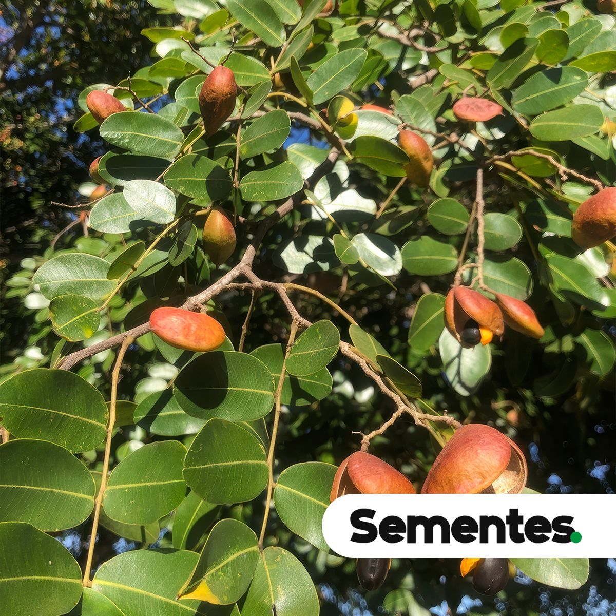 Sementes de copaíba