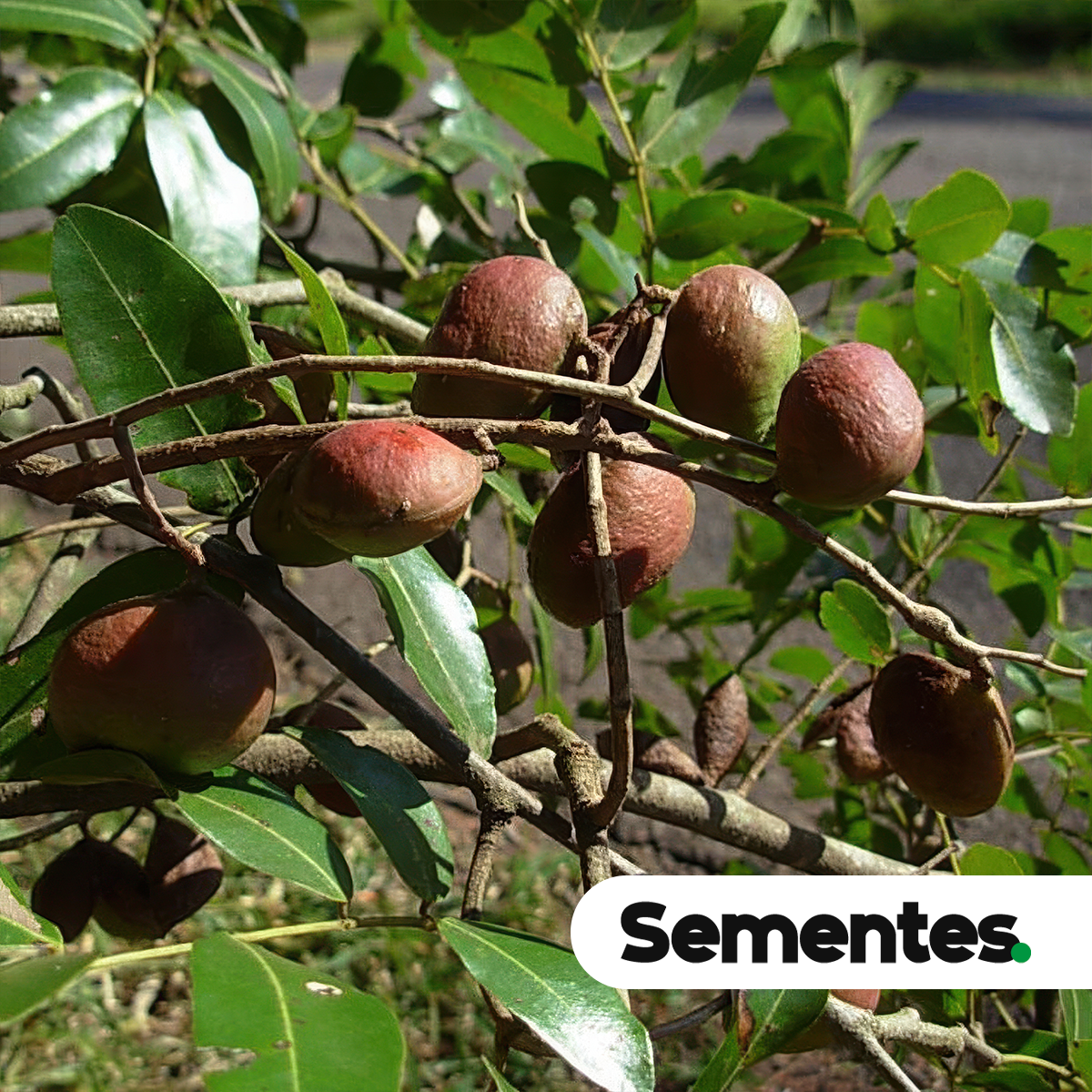 Copaifera langsdorffii Desf. 2