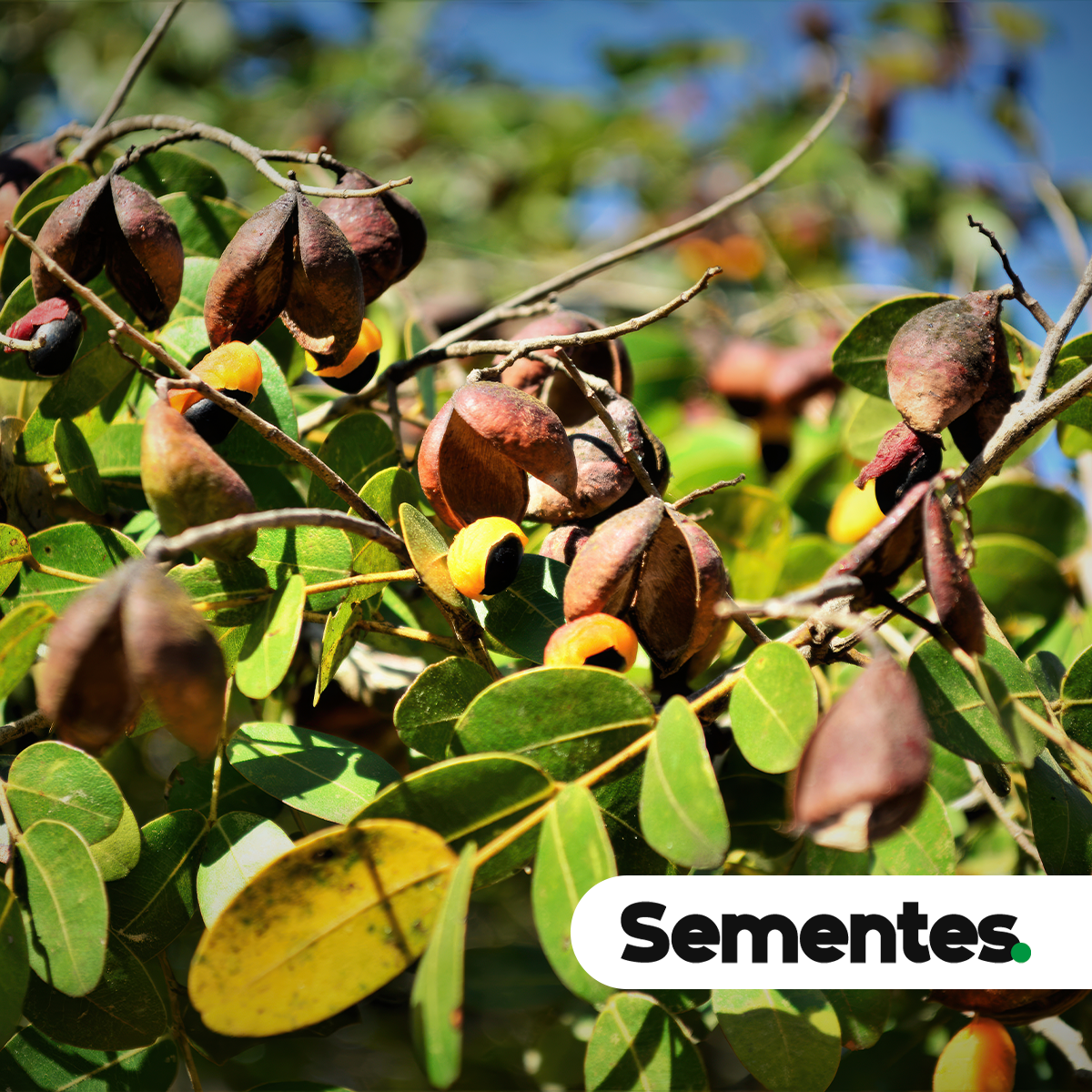 Copaifera langsdorffii Desf. 3