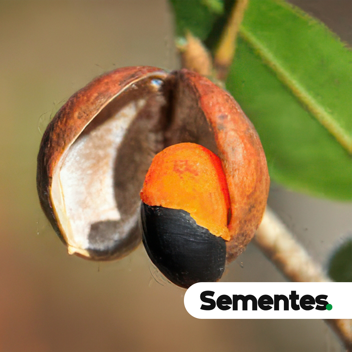 Copaifera langsdorffii Desf. 5