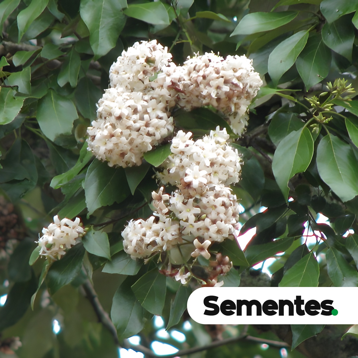 Sementes de louro-pardo