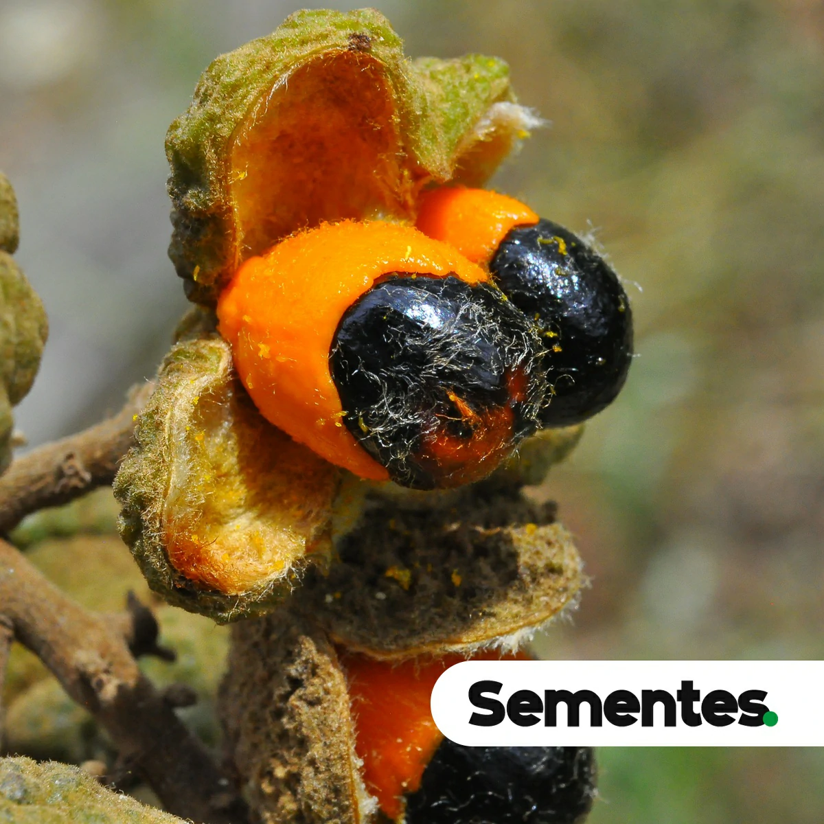 Sementes de assa-leitão
