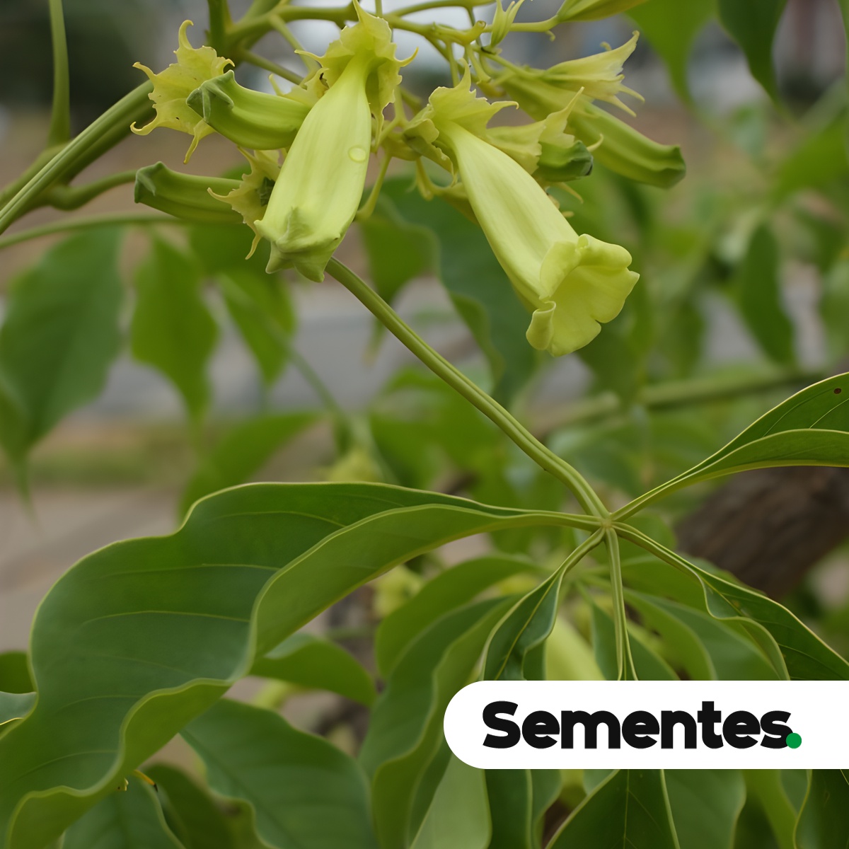 Sementes de ipê-verde