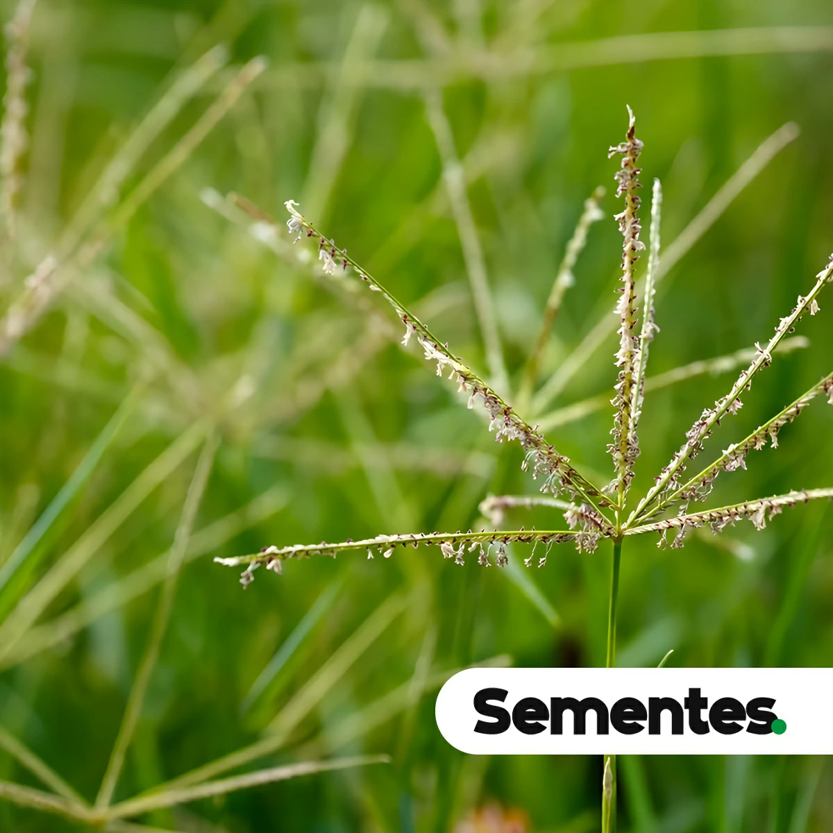 Sementes de capim-coastcross