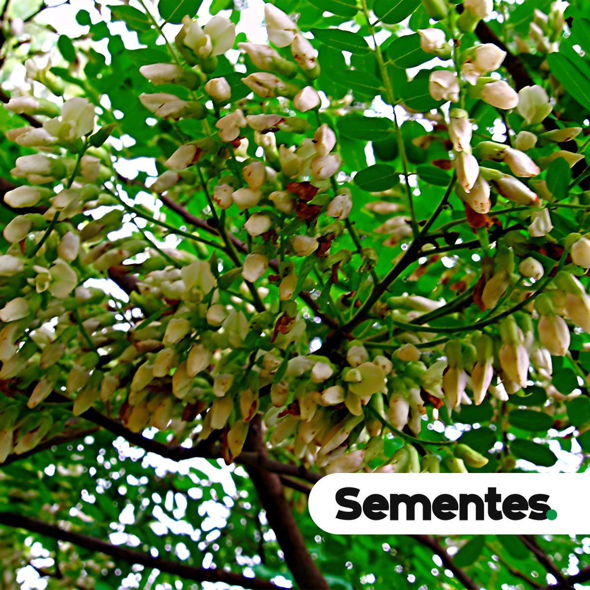 Dalbergia nigra (Vell.) Allemão ex Benth.