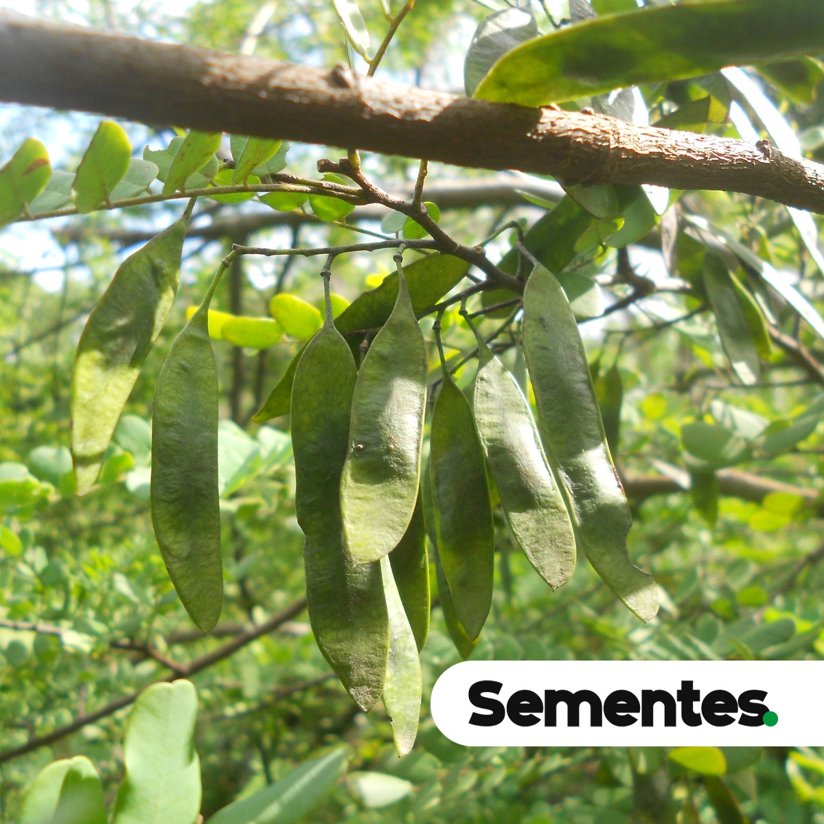 Dalbergia nigra (Vell.) Allemão ex Benth. 3