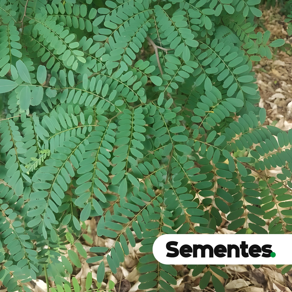 Dalbergia nigra (Vell.) Allemão ex Benth. 4