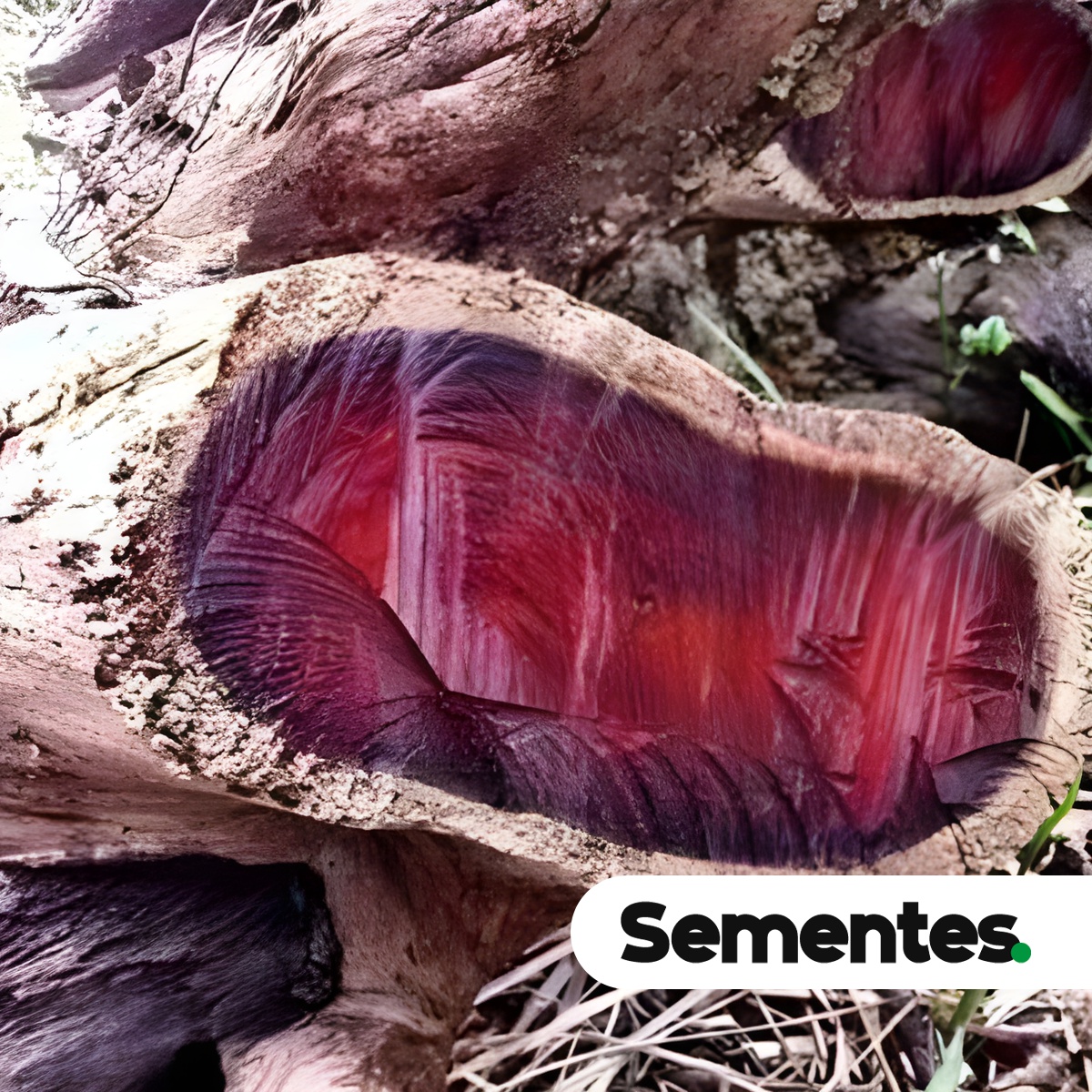 Dalbergia nigra (Vell.) Allemão ex Benth. 5