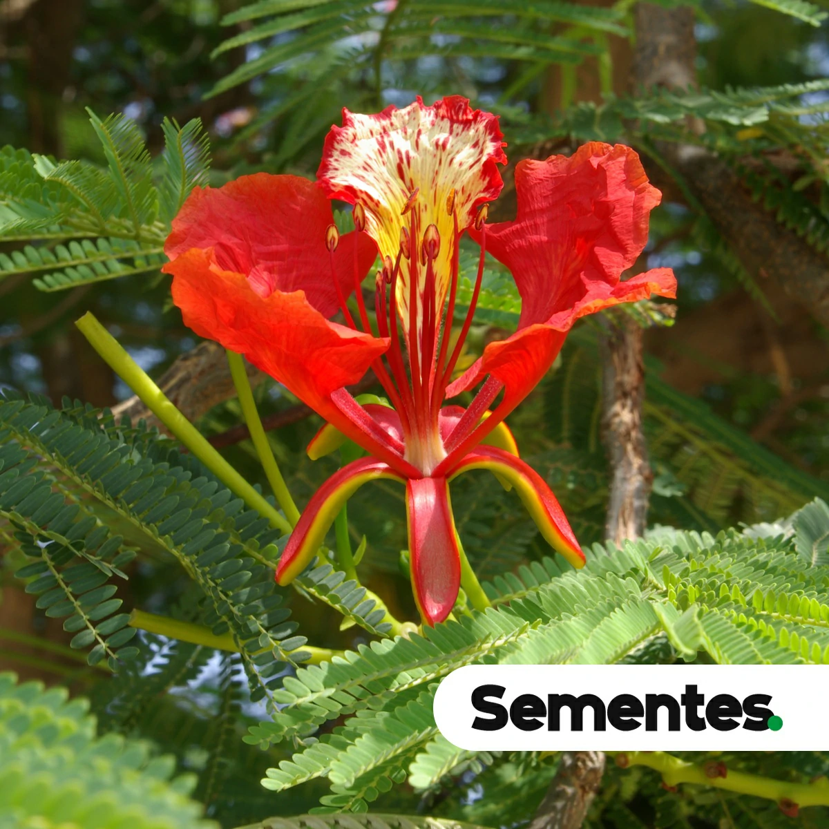 Delonix regia (Bojer ex Hook.) Raf.
