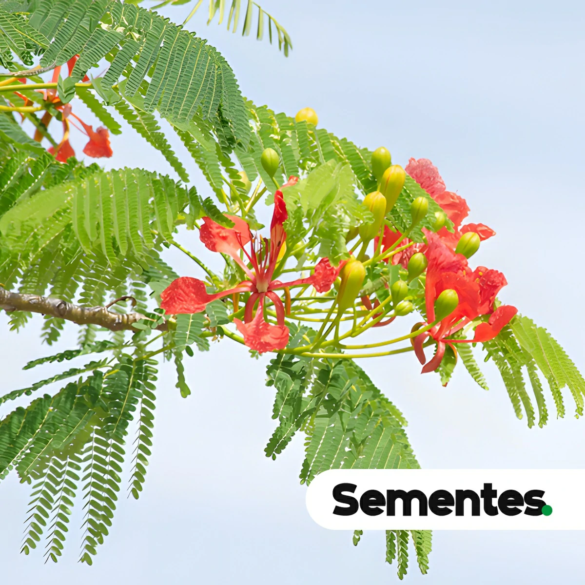 Delonix regia (Bojer ex Hook.) Raf. 2