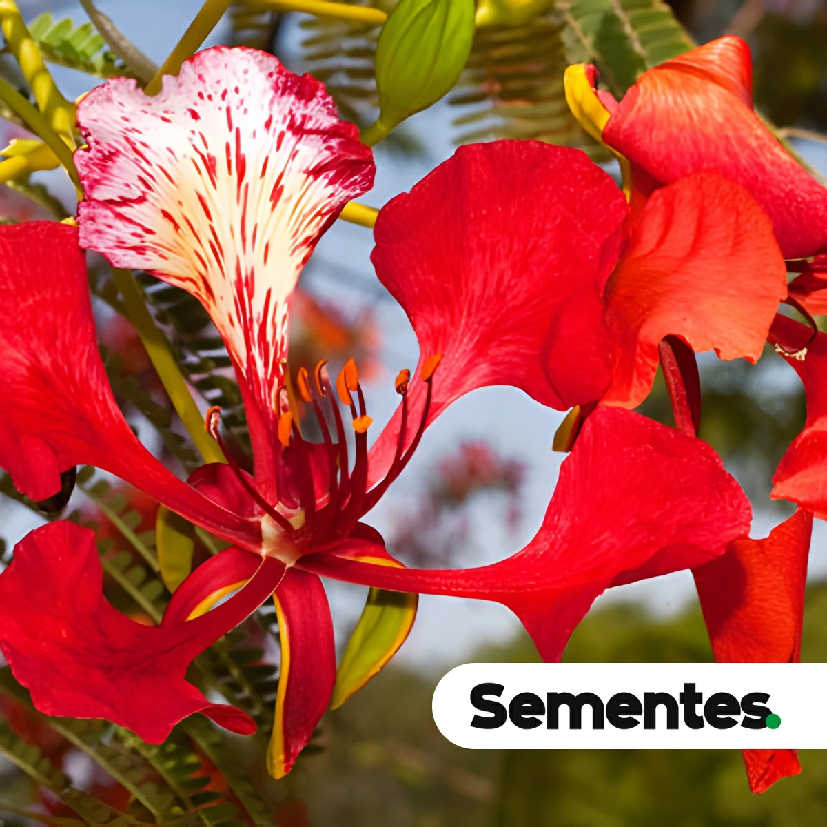 Delonix regia (Bojer ex Hook.) Raf. 3