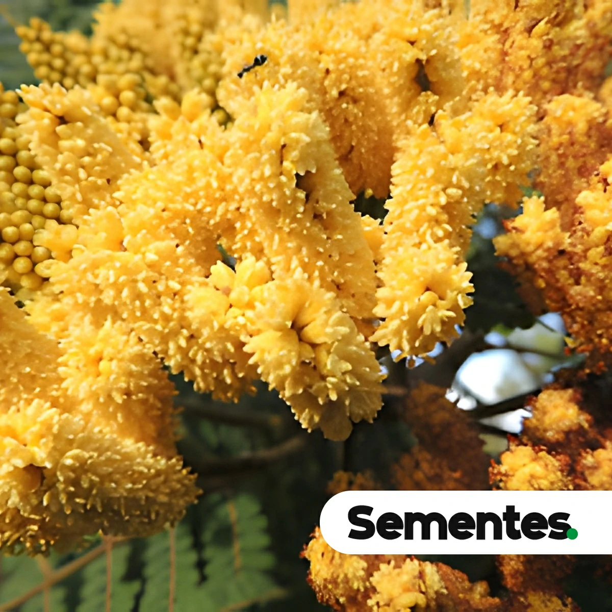 Dimorphandra mollis Benth.