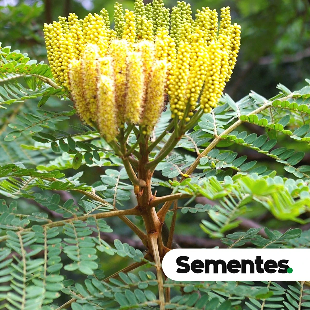 Dimorphandra mollis Benth. 2