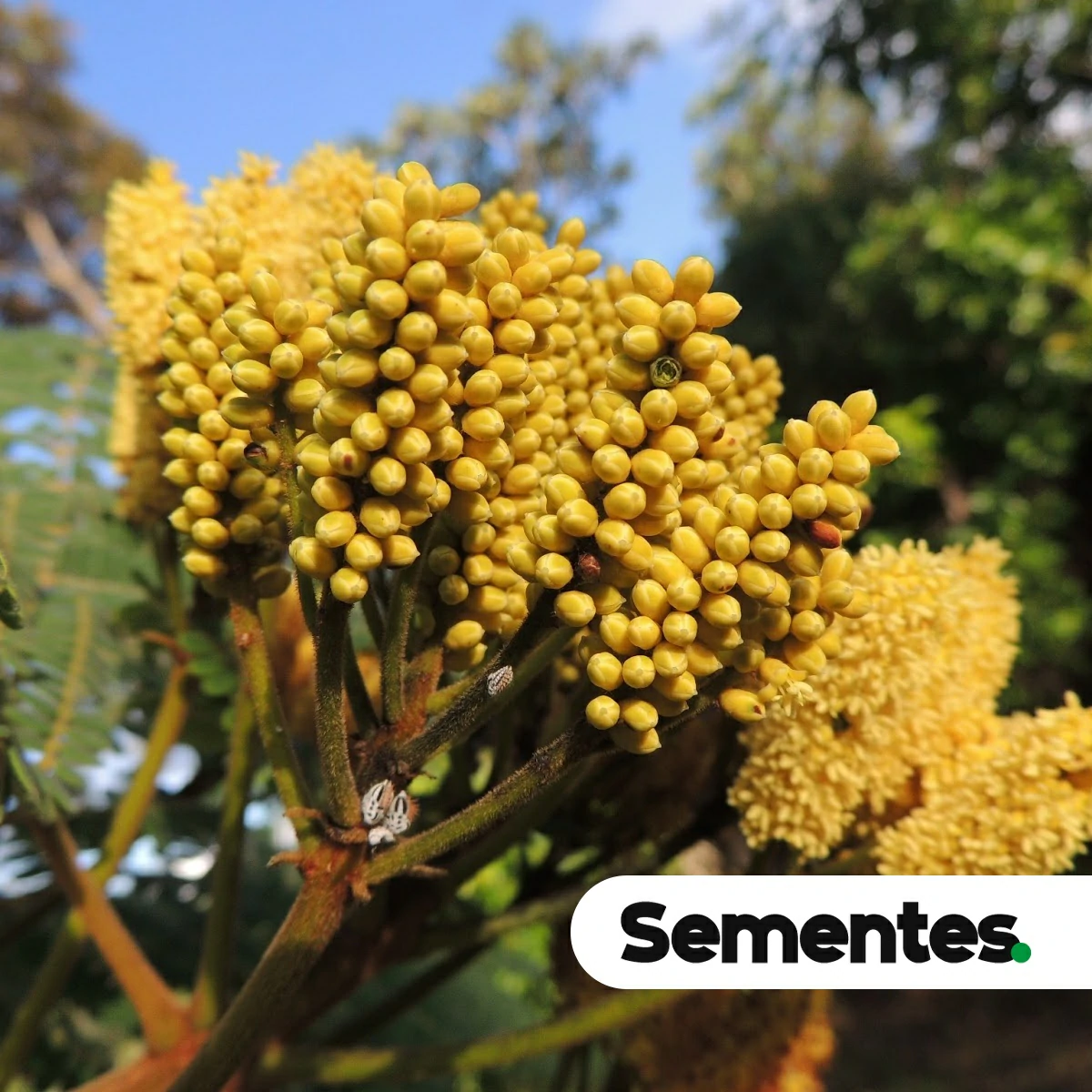 Dimorphandra mollis Benth. 4