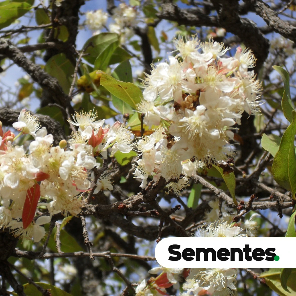 Sementes de cagaita