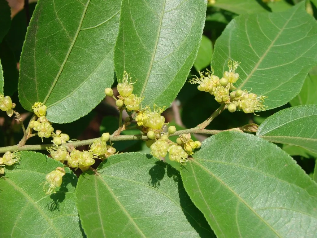 Guazuma ulmifolia Lam. 2