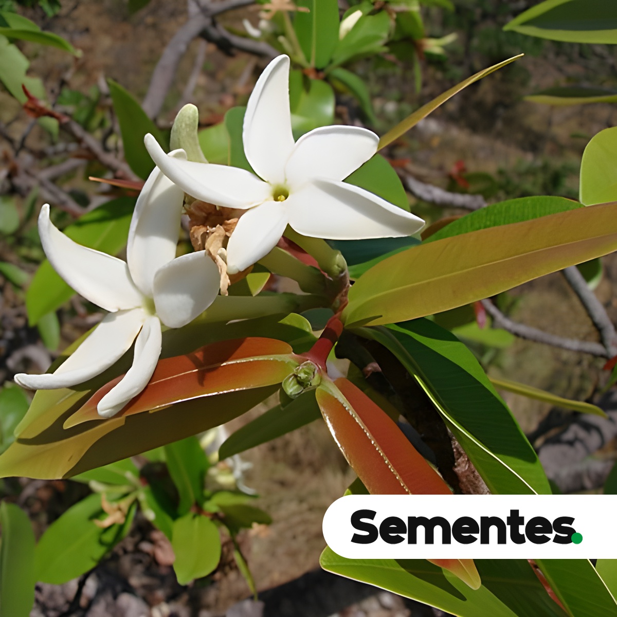 Hancornia speciosa Gomes