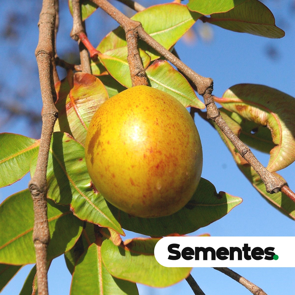 Hancornia speciosa Gomes 2