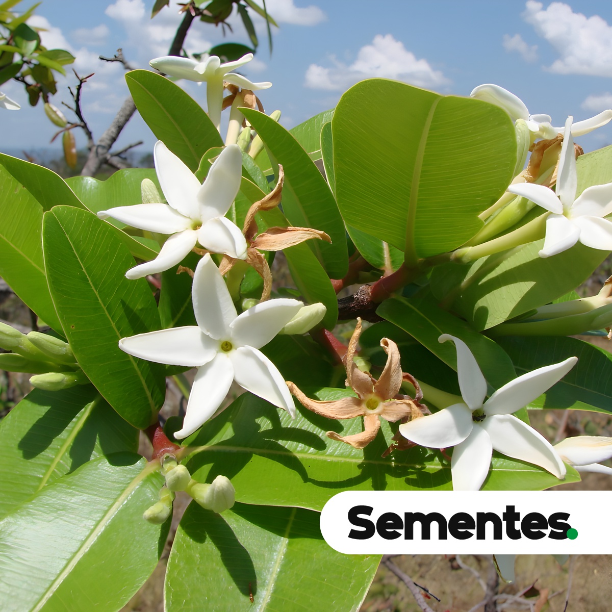 Hancornia speciosa Gomes 3