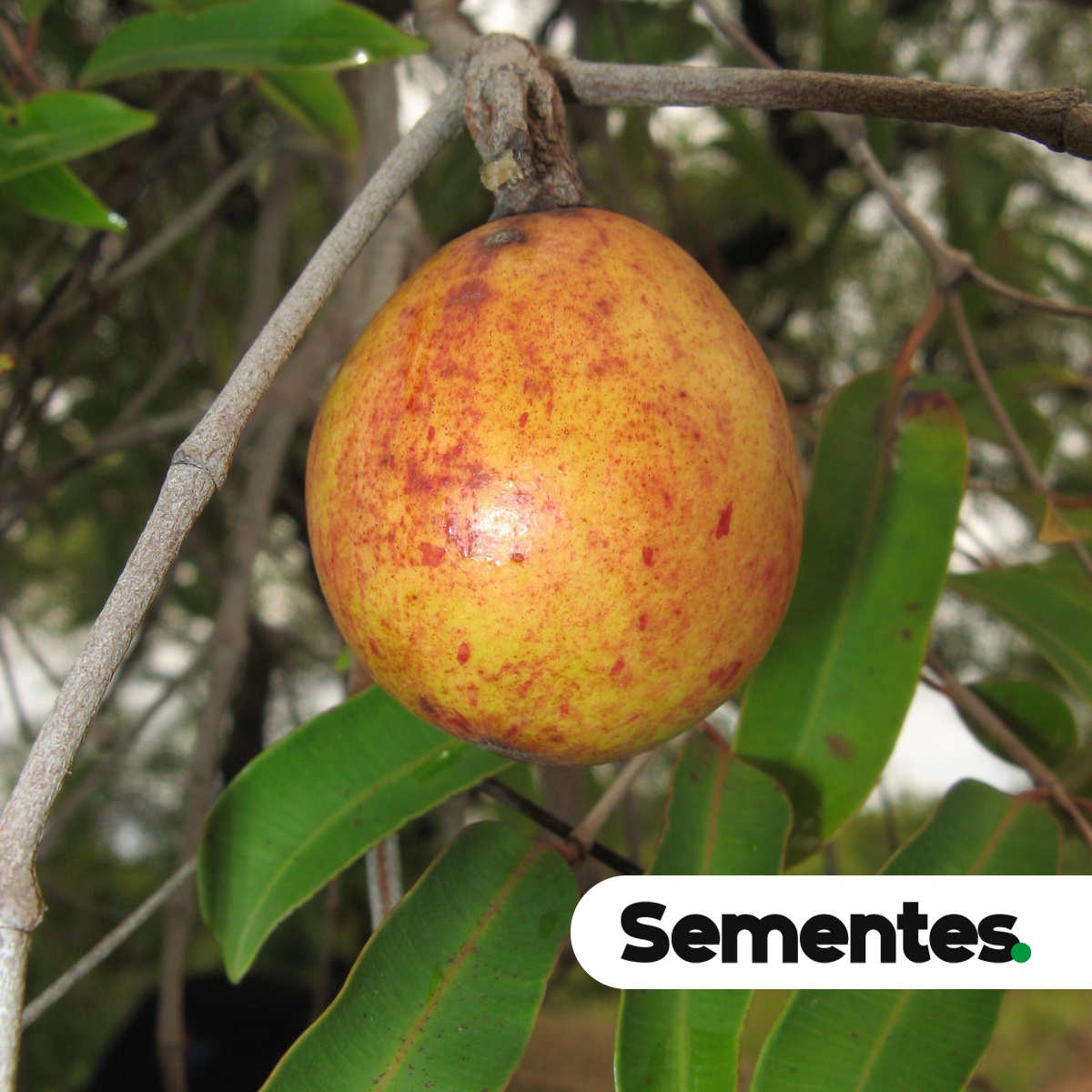 Hancornia speciosa Gomes 4