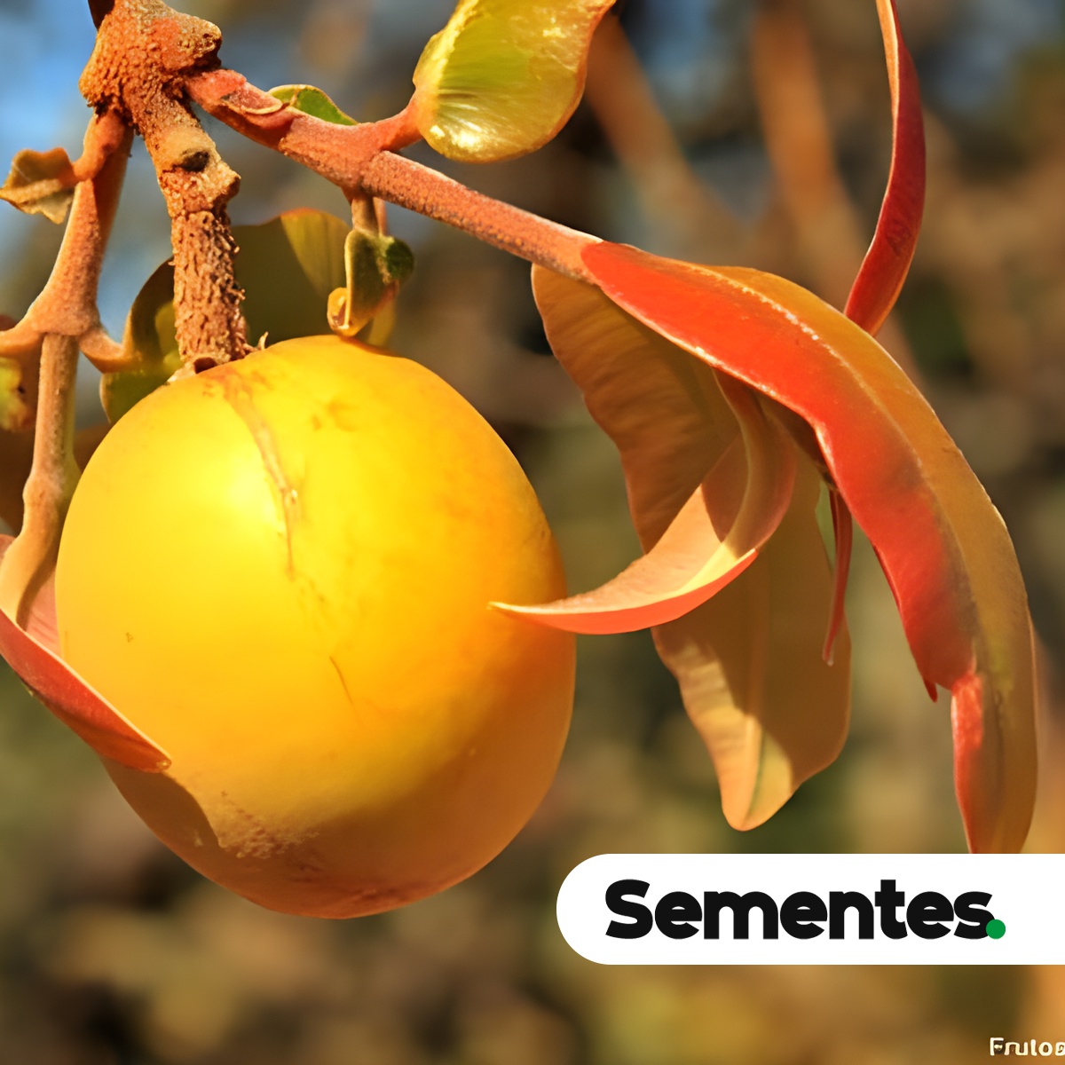 Hancornia speciosa Gomes 5