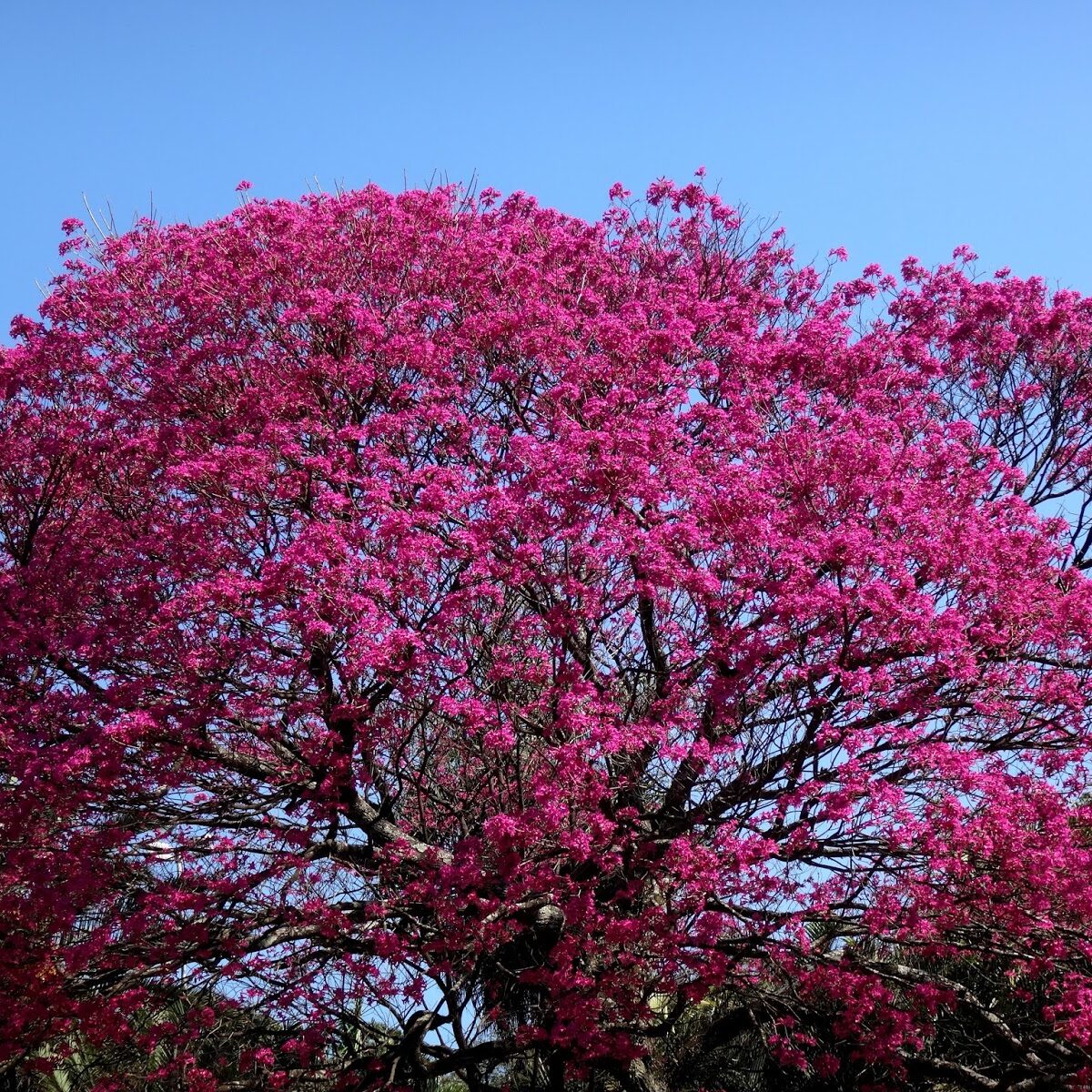 Handroanthus heptaphyllus (Vell.) Mattos
