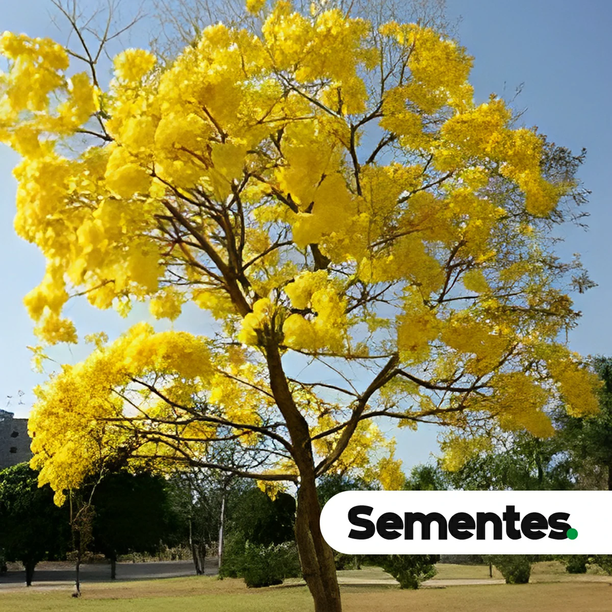 Handroanthus incanus (A.H.Gentry) S.Grose