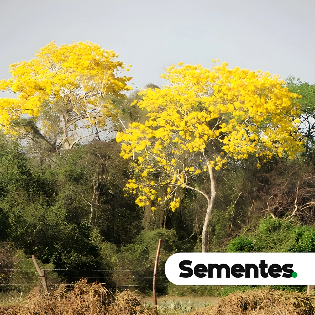 Handroanthus incanus (A.H.Gentry) S.Grose 2