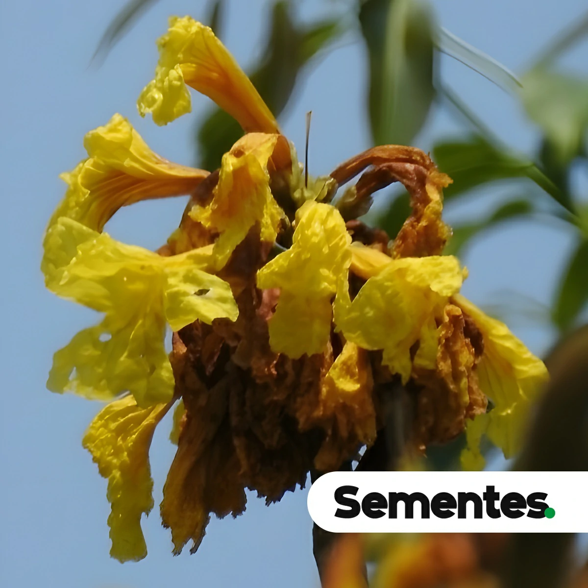 Handroanthus incanus (A.H.Gentry) S.Grose 5