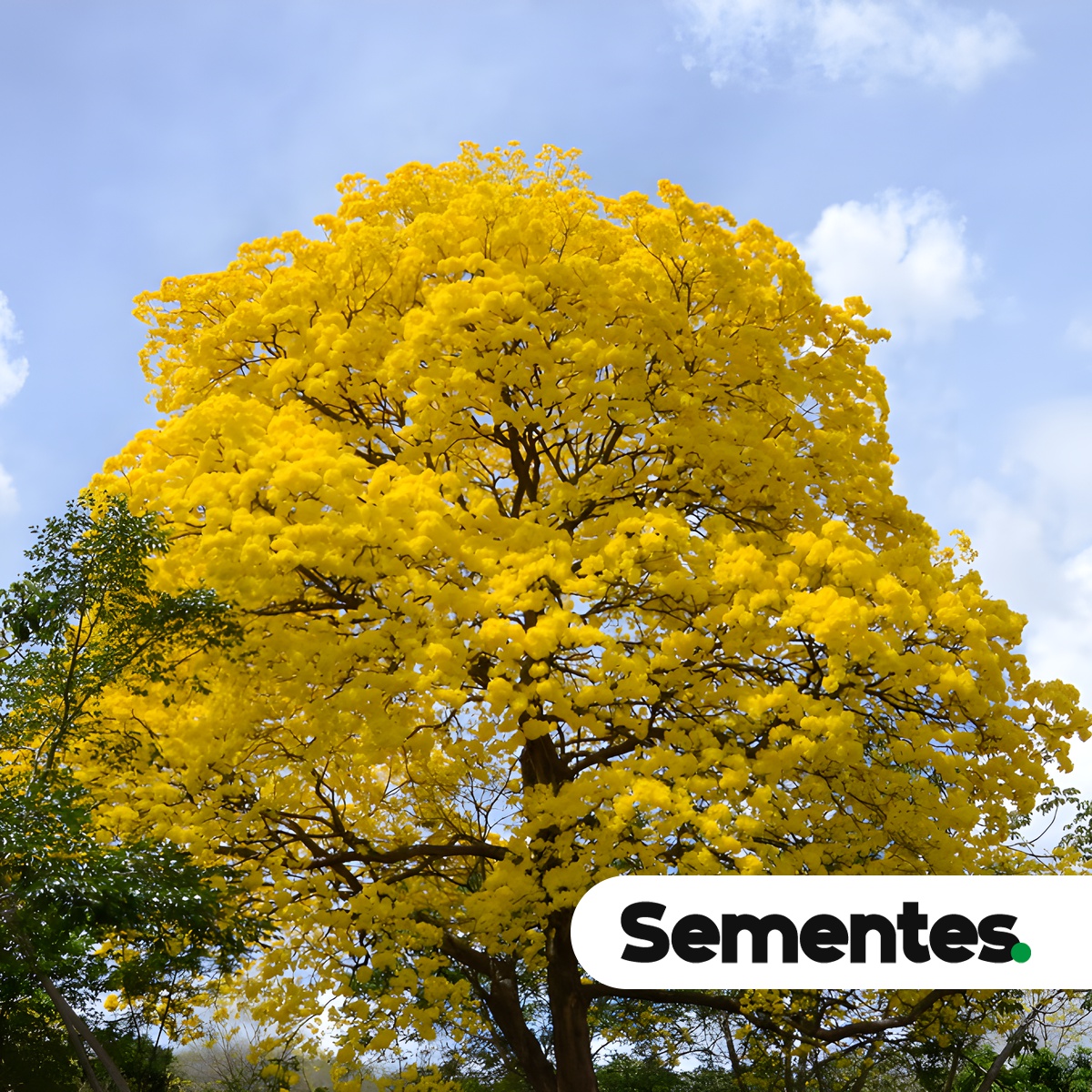 Sementes de ipê-amarelo