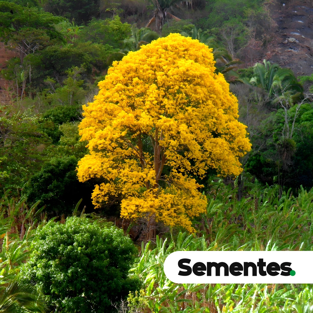 Handroanthus serratifolius (Vahl) S.Grose 2