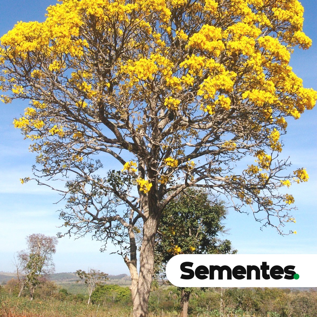 Handroanthus serratifolius (Vahl) S.Grose 3