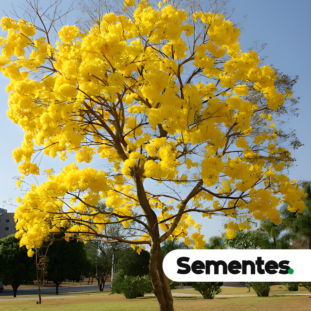 Handroanthus serratifolius (Vahl) S.Grose 5