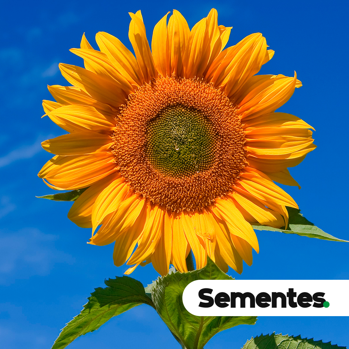 Sementes de girassol