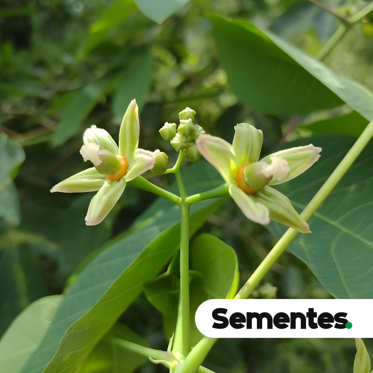 Hevea brasiliensis (Willd. ex A.Juss.) Müll.Arg.