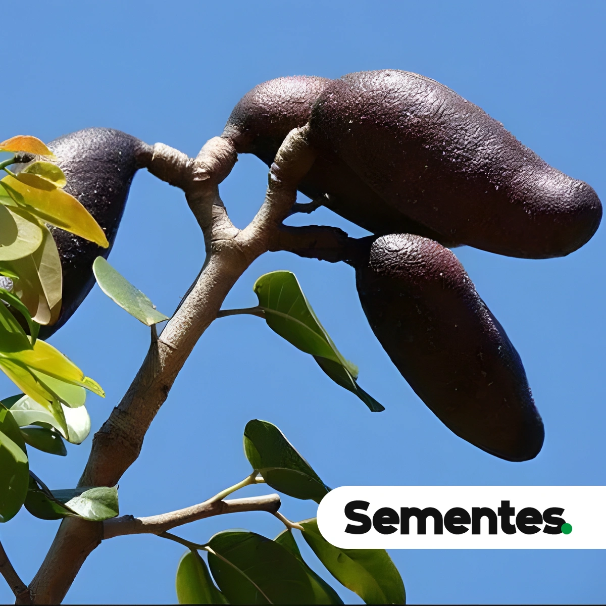 Sementes de jatobá-do-cerrado