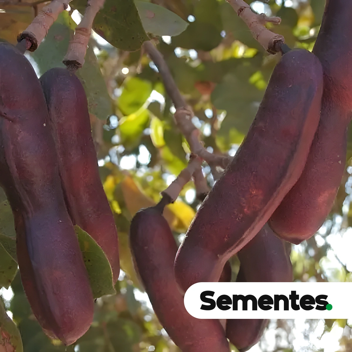 Hymenaea stigonocarpa Mart. ex Hayne var. stigonocarpa 2