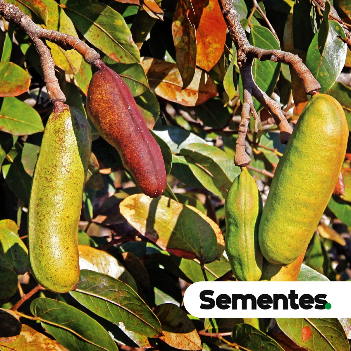 Hymenaea stigonocarpa Mart. ex Hayne var. stigonocarpa 3