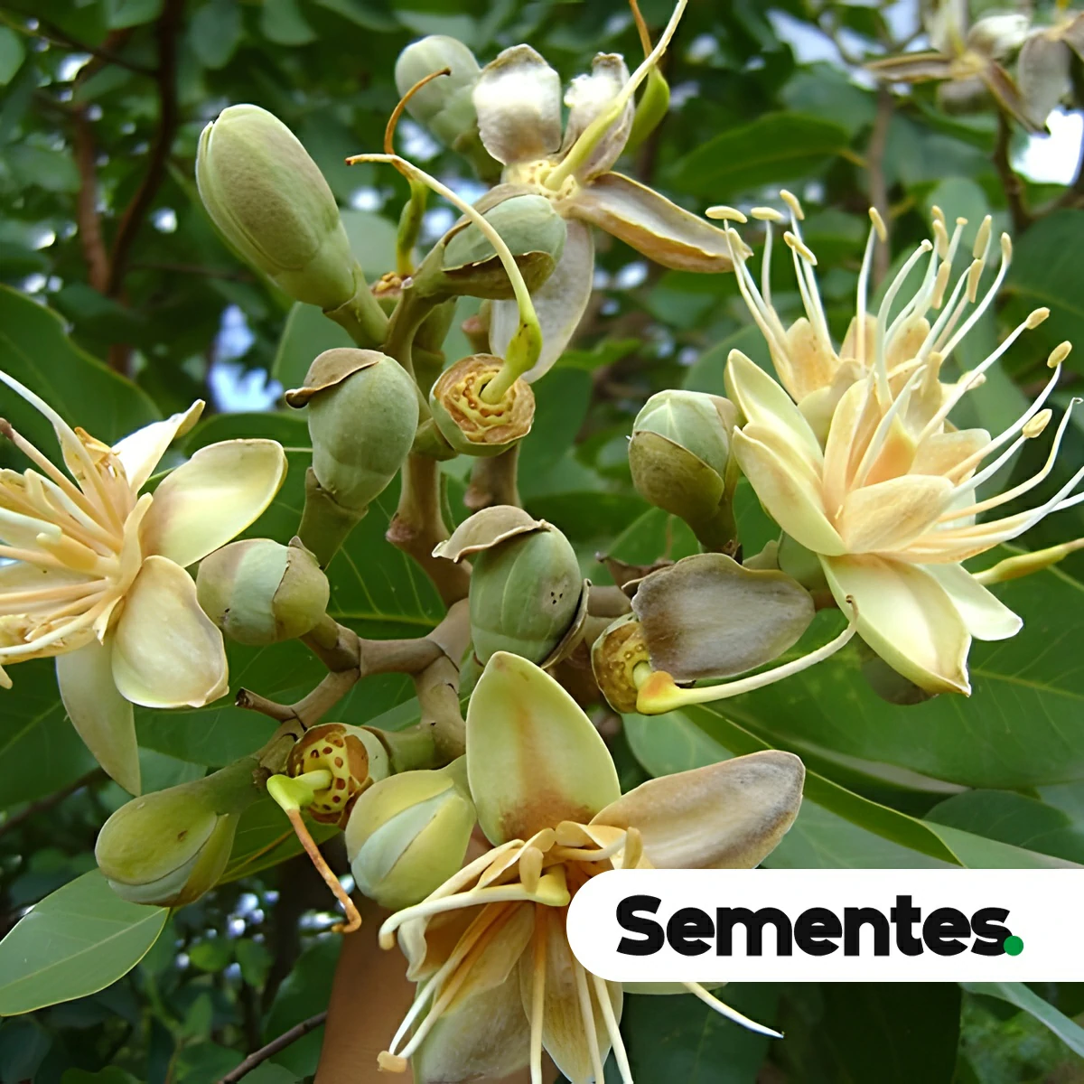 Hymenaea stigonocarpa Mart. ex Hayne var. stigonocarpa 4
