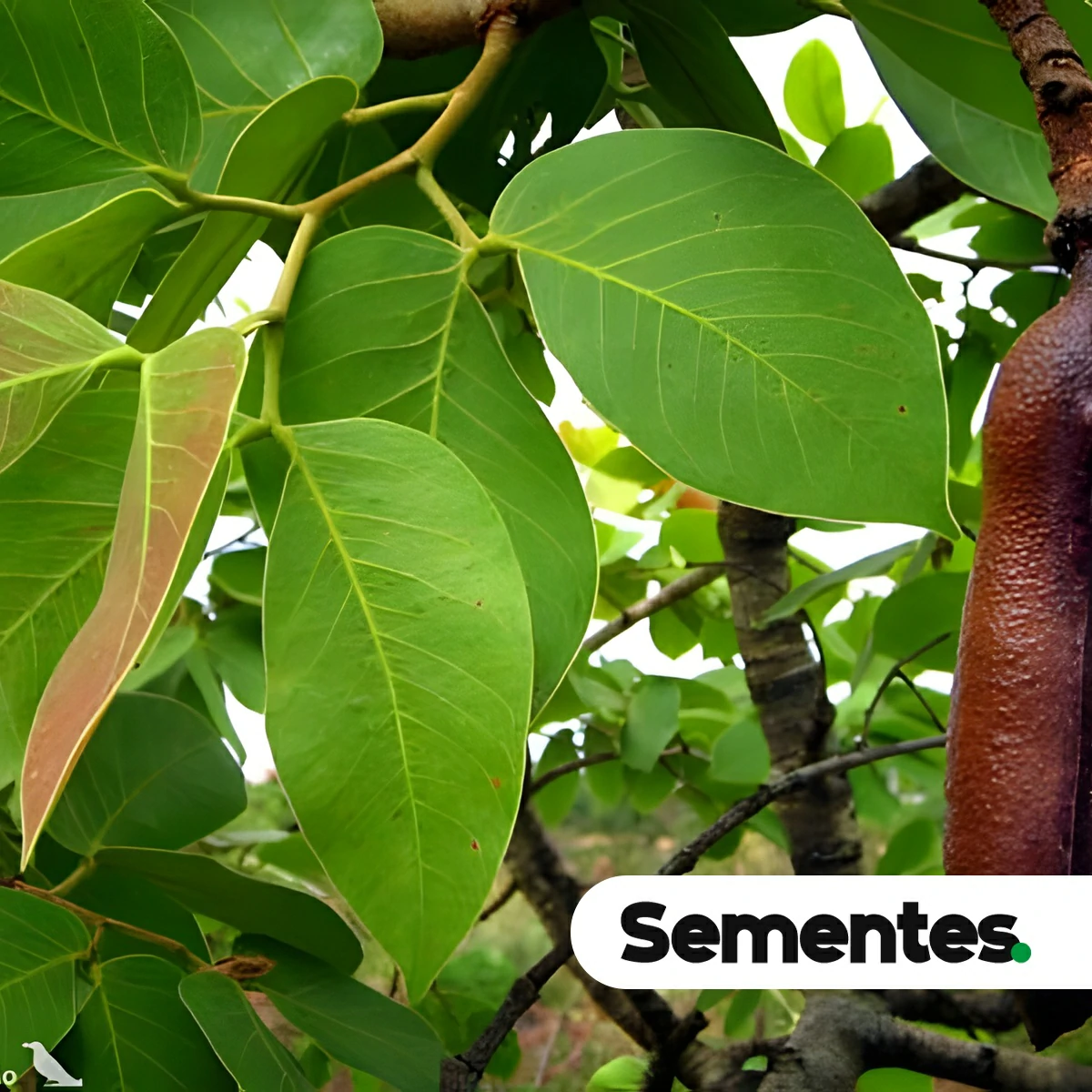 Hymenaea stigonocarpa Mart. ex Hayne var. stigonocarpa 6