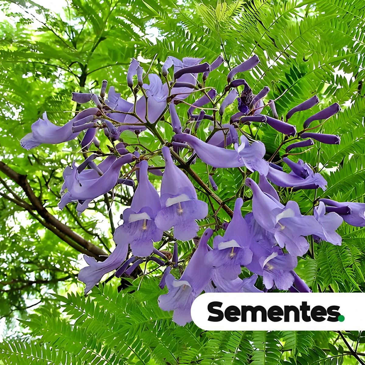 Sementes de Jacaranda copaia