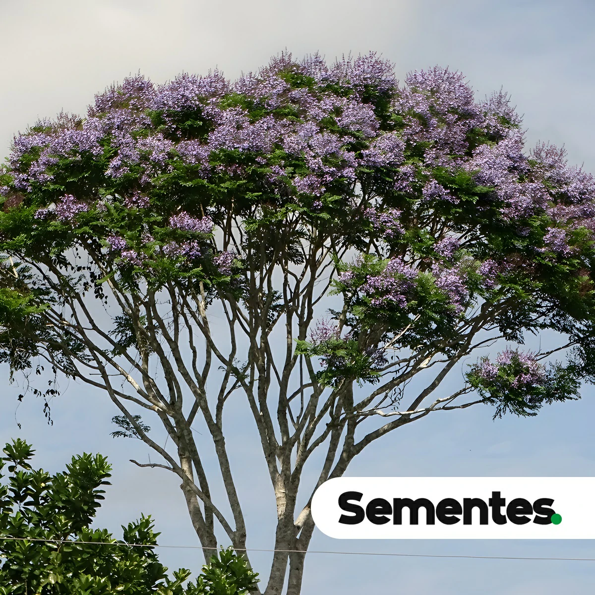 Jacaranda copaia (Aubl.) D.Don 2