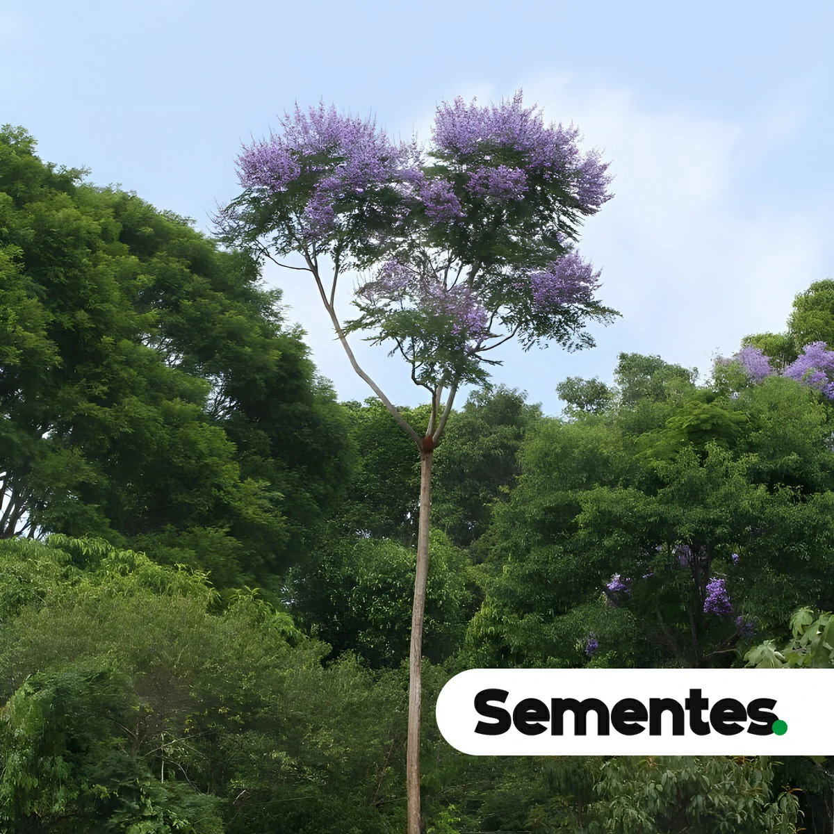Jacaranda copaia (Aubl.) D.Don 3