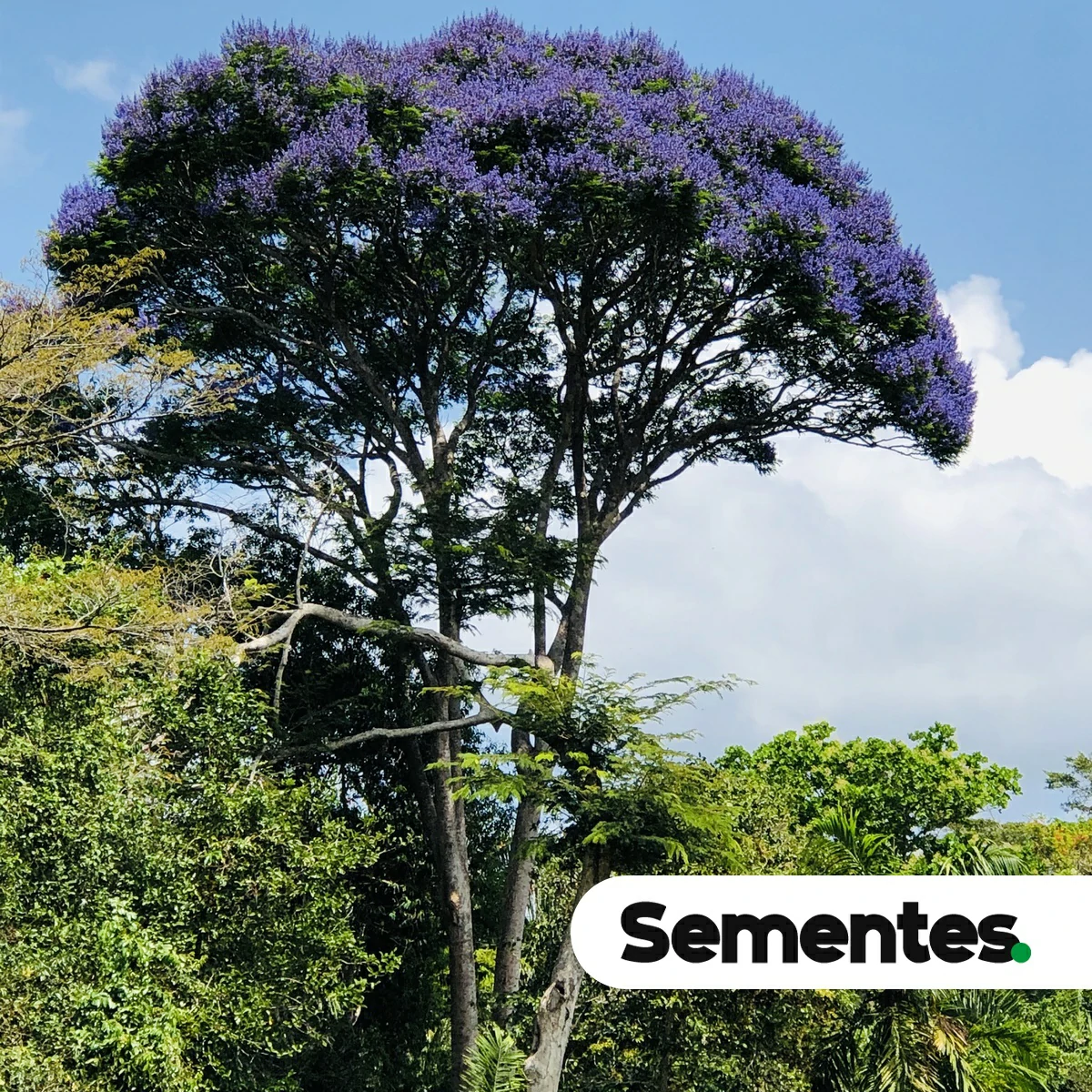 Jacaranda copaia (Aubl.) D.Don 4