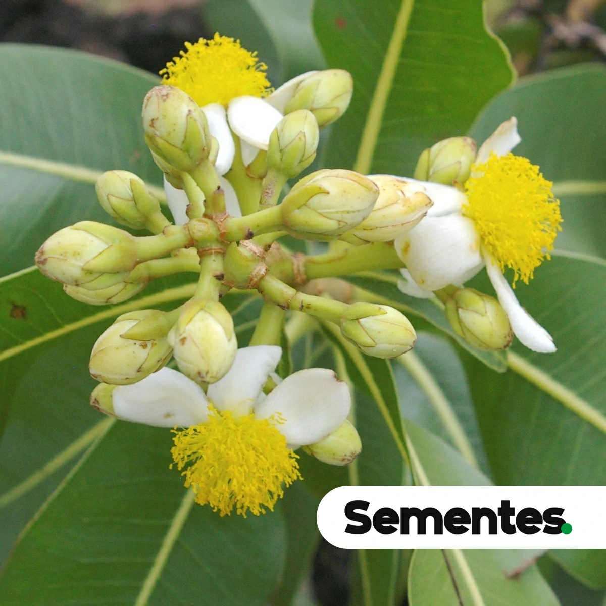 Sementes de pau-santo