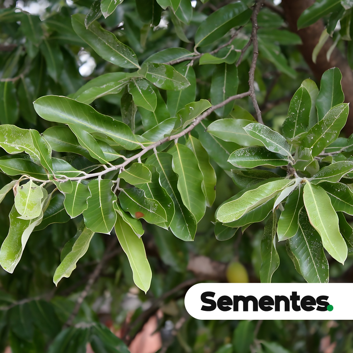 Moquilea tomentosa Benth.